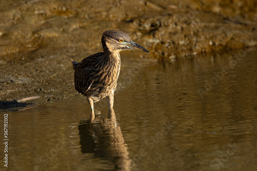 Very young black-crowned night heron in beautiful light , seen in the wild in North California
