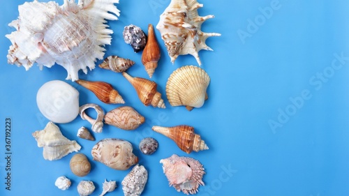 seashells