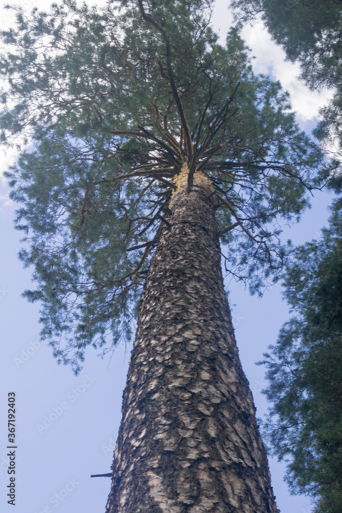 Fototapeta premium a tall pine tree soared into the sky. bottom view