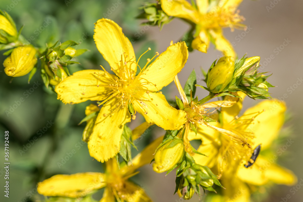 Obraz premium Perforate St John's-wort (Hypericum perforatum)
