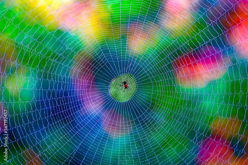 Cobweb and small spider. Colorful background