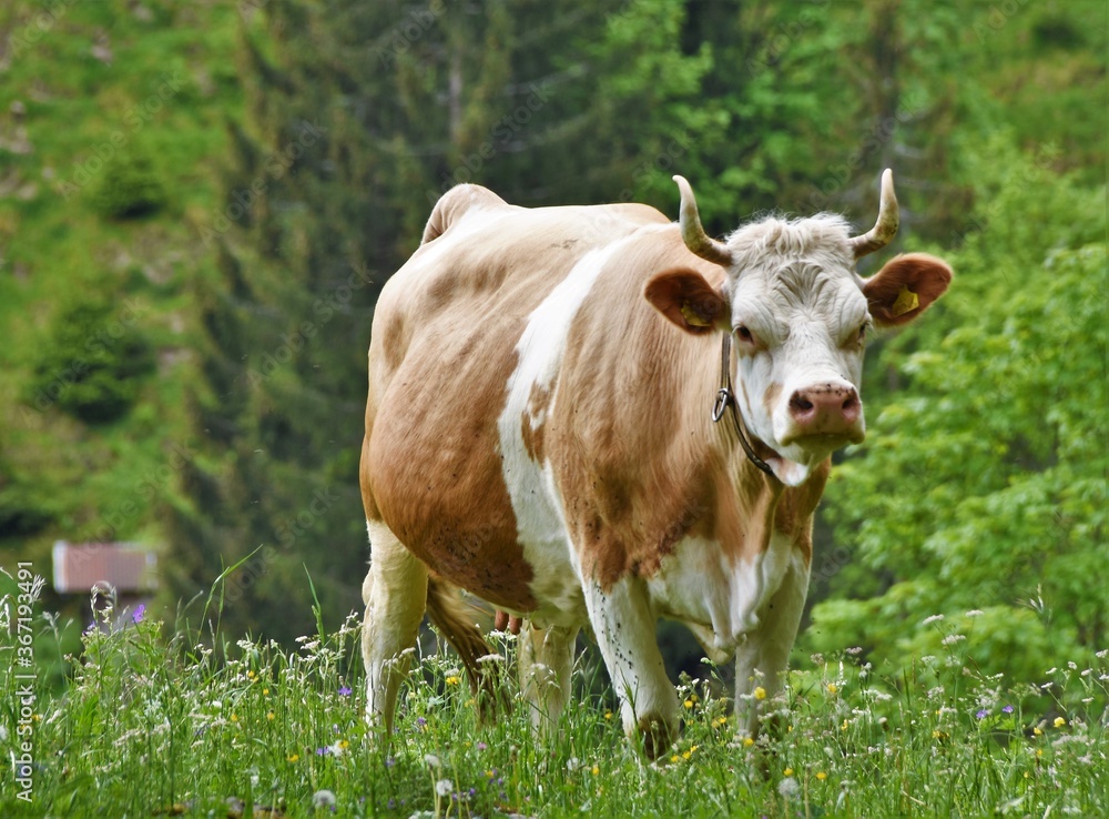 pregnant horned cow on the alpine mountains