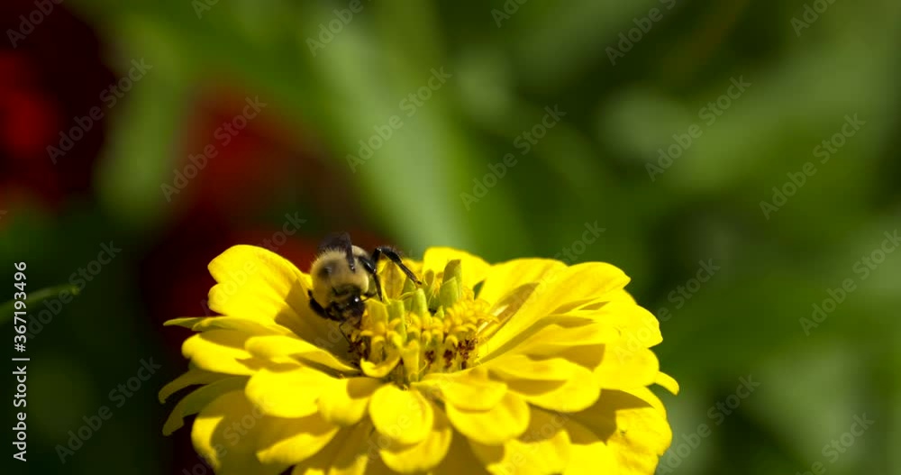 bumblebee gathers pollen on yellow zinnia bumblebee gathers pollen on yellow zinnia