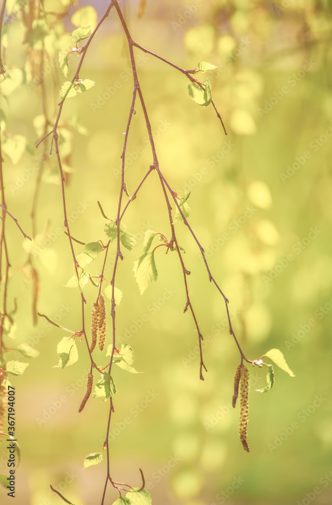 Naklejka premium Spring birch branches