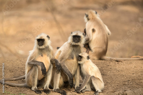 Gray Langur family, Ranthambore National Park photo