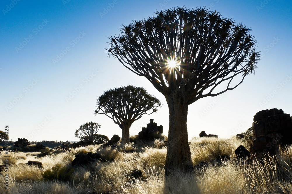 Quivertrees (kokerbooms) in Namibia