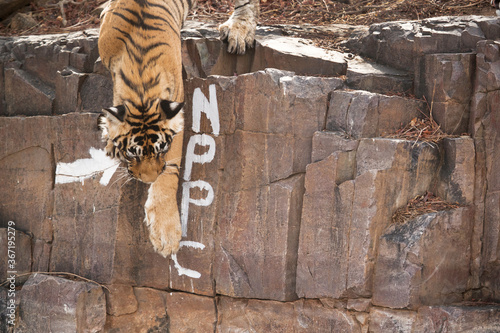 Tiger cub climbing down, Ranthambore Tiger Reserve photo
