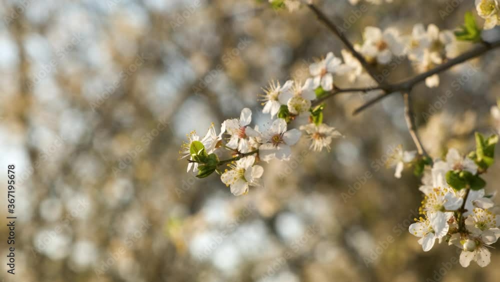 Close up of fresh white blooming flowers on a tree branches in early spring. Close up of fresh white blooming flowers on a tree branches in early spring.