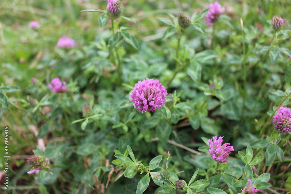 Flowers of a red clover on a meadow Flowers of a red clover on a meadow