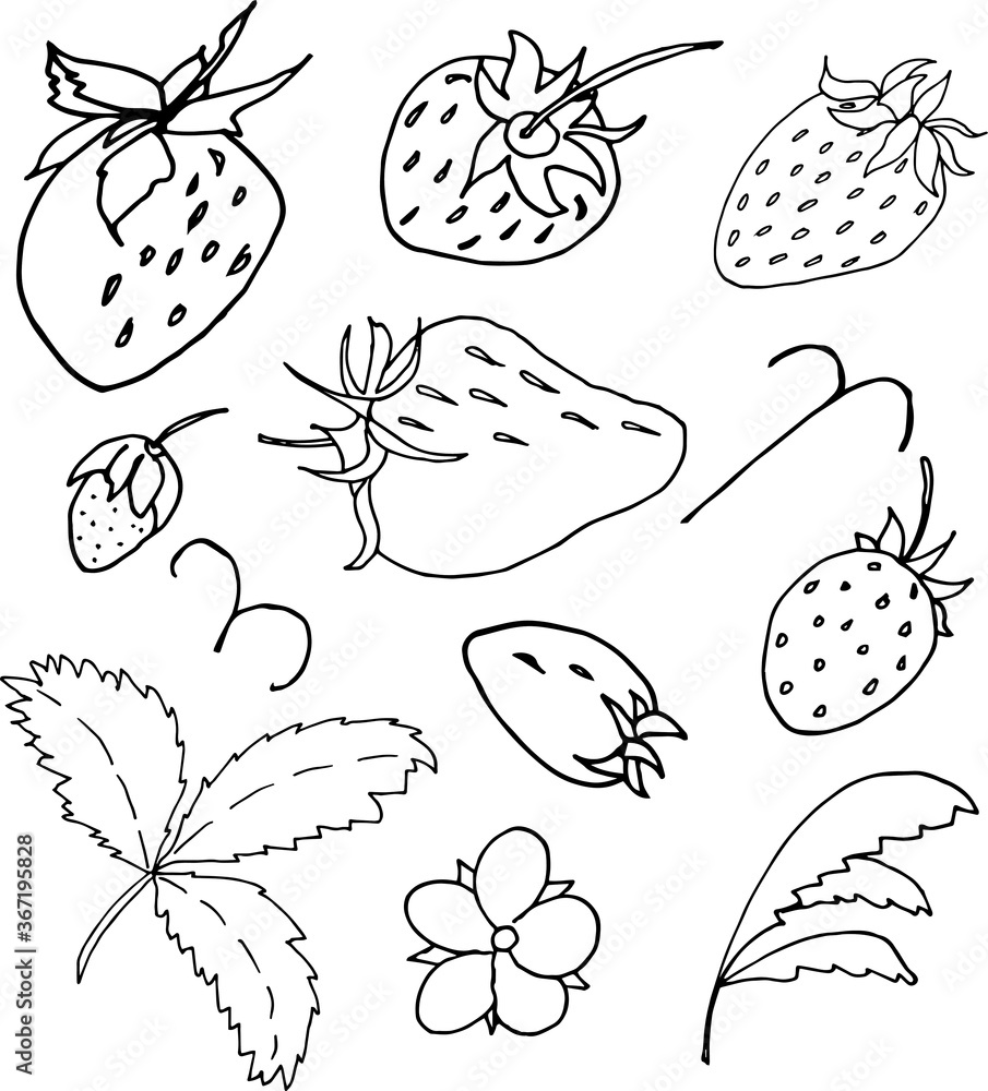 Isolated STRAWBERRIES, hand drawn. Black and white. Vector EPS 10.Use for print on invitations, wallpaper, textiles, greeting cards, fabric, t-shirt, dishes, decor, postcard, wrappers, packaging. Isolated STRAWBERRIES, hand drawn. Black and white. Vector EPS 10.Use for print on invitations, wallpaper, textiles, greeting cards, fabric, t-shirt, dishes, decor, postcard, wrappers, packaging.