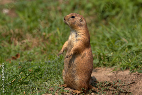 Prairie Dog of the Sand hills of Nebraska