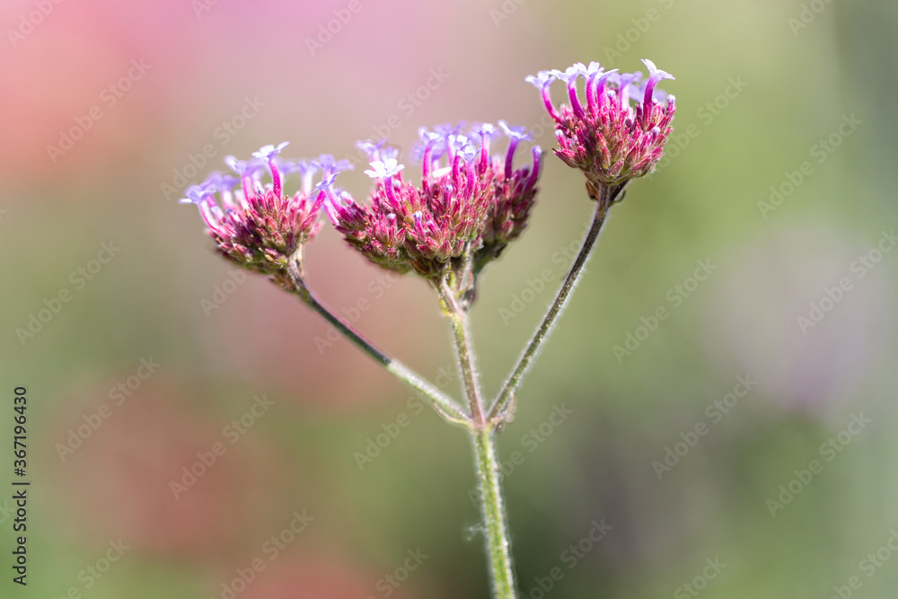 Purple Verbana Bonariensis flower at shallow depth background Purple Verbana Bonariensis flower at shallow depth background