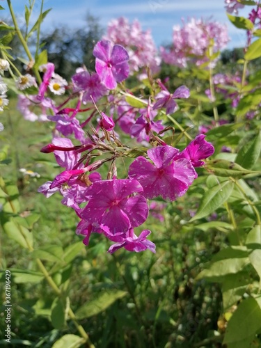 flowers of a lilac