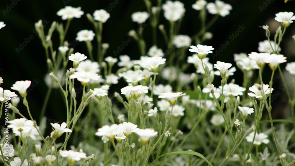 white spring flowers white spring flowers