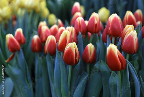 Red tulips after the rain
