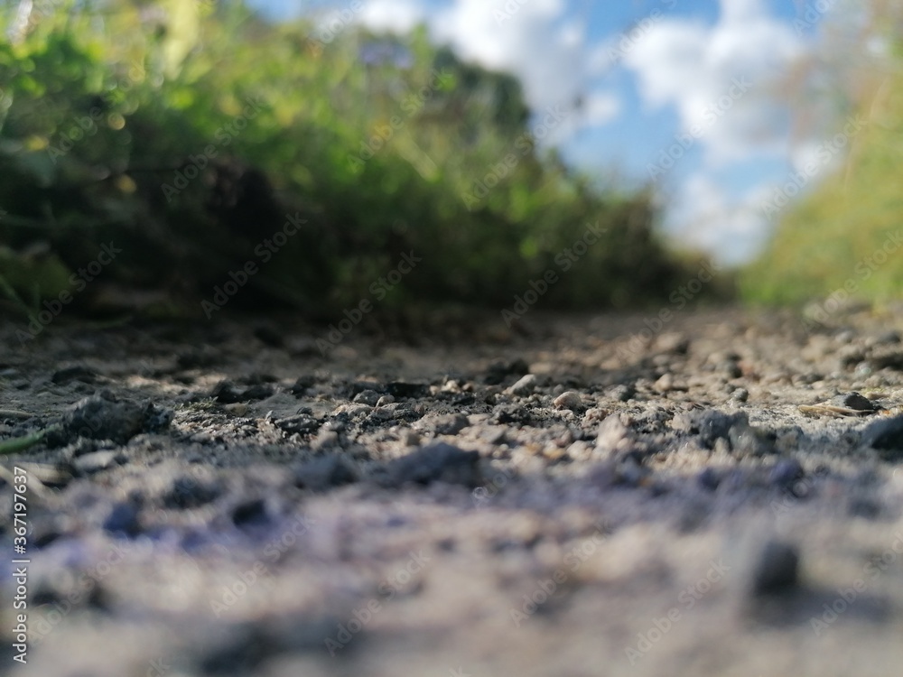 dirt road in the forest dirt road in the forest