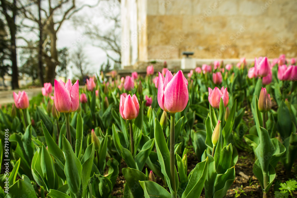 Obraz premium Pink tulips with green leaf at historical mosque garden and trees
