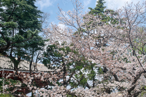 Tokyo, japan
Blossom Sakura