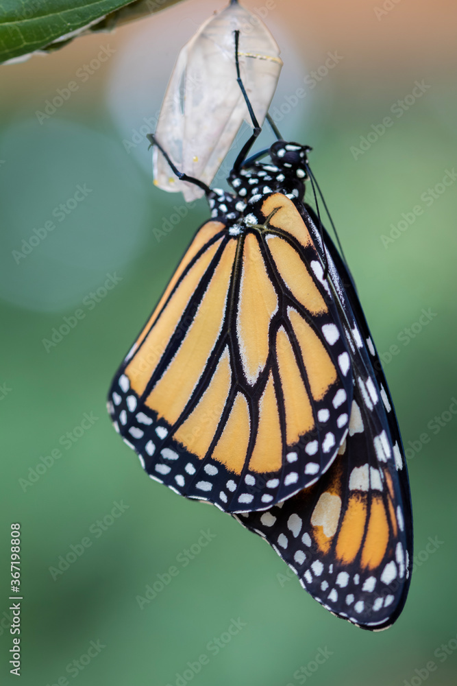 Naklejka premium Monarch Butterfly, Danaus plexippuson, drying wings on chrysalis closeup green background