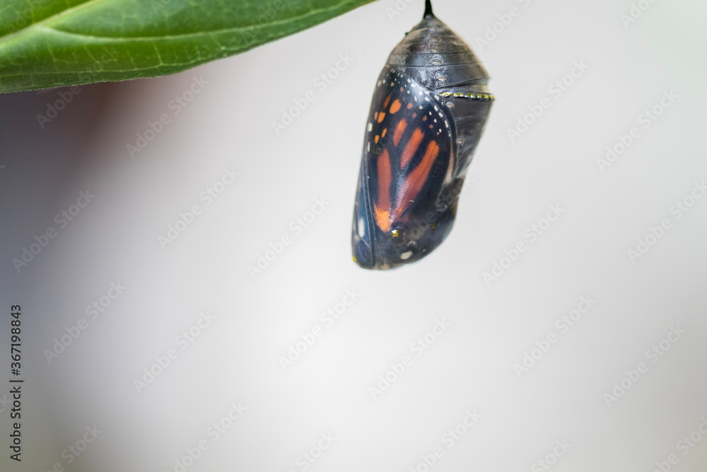 Monarch butterfly, Danaus plexippuson,  about to emerge from chrysalis 