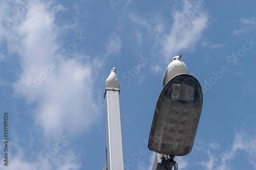 Sea Life
Seagull