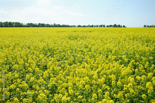 yellow rapeseed field