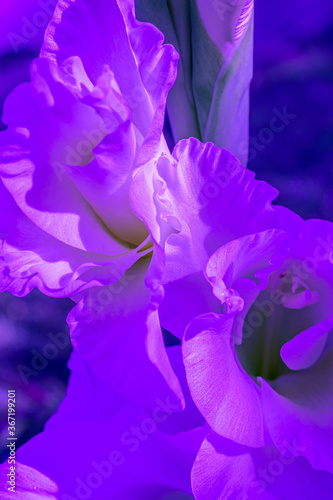 Fototapeta Naklejka Na Ścianę i Meble -  Beautiful closeup of violet gladiolus in the garden. Light background. Nature background. Violet gladiolus in beautiful style on light background. High quality photo
