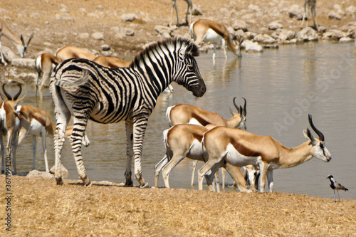 Fototapeta Naklejka Na Ścianę i Meble -  Zebra foal and springboks at waterhole, Okaukuejo, Etosha National Park, Namibia