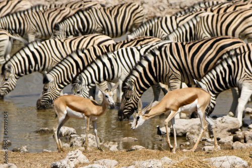Zebras and springboks at waterhole  Okaukuejo  Etosha National Park  Namibia