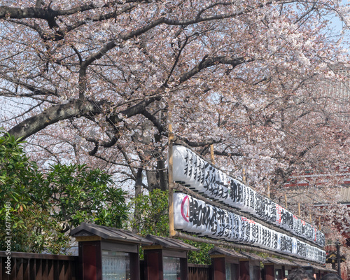 Tokyo, Japan
Sakura Tree