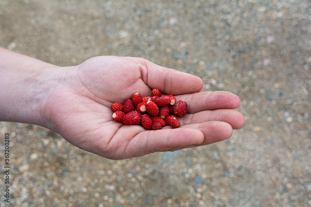 Ripe wild strawberries in the palm. Top view of an isolated female hand with berries. Ripe wild strawberries in the palm. Top view of an isolated female hand with berries.