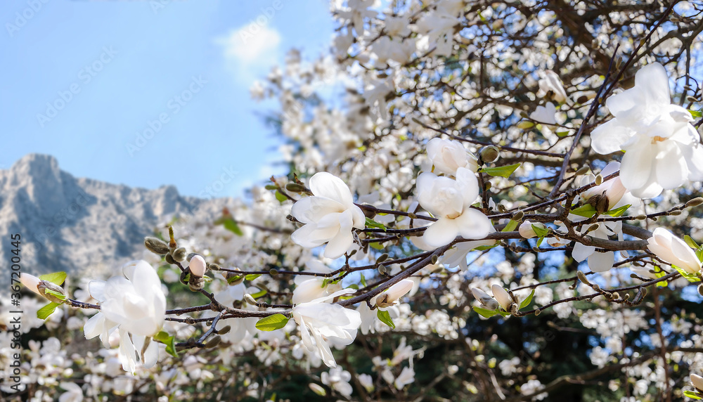 Blooming magnolia Loebneri 