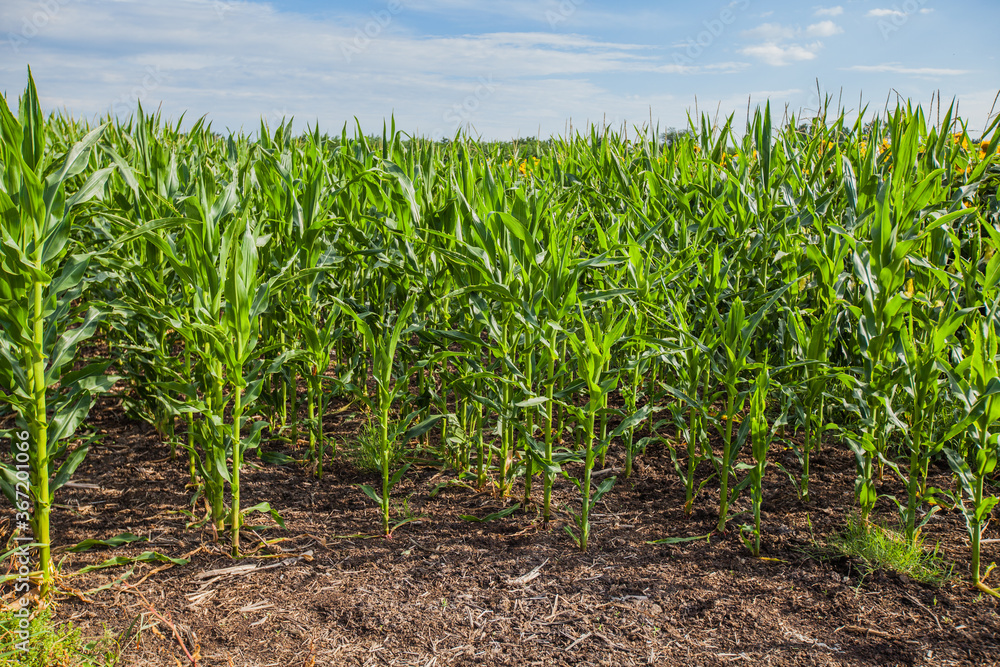 Corn fields at summer day. Agricultural green fields at farm Corn fields at summer day. Agricultural green fields at farm