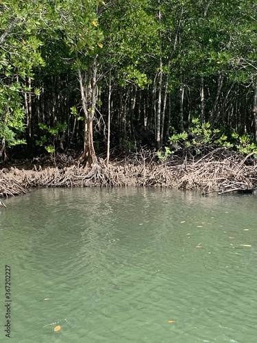 Mangrove à Koh Lanta, Thaïlande