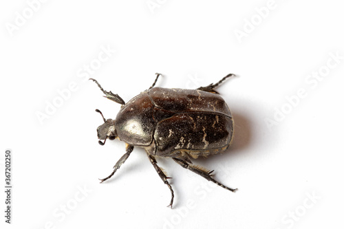 Close-up black bug on white background