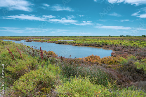 Marais de Camargue