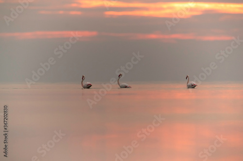 Greater Flamingos and the dramatic sky at Asker coast, Bahrain © Dr Ajay Kumar Singh