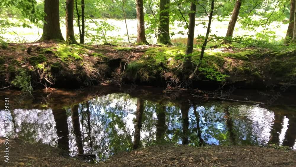 Leuvenumse bos Ermelo forest with water stream Leuvenumse bos Ermelo forest with water stream