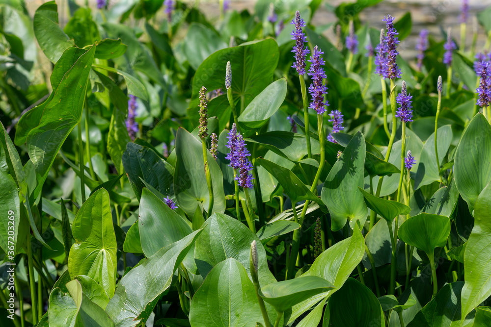 Pickerel weed flower - Pontederia cordata in native American flower Pickerel weed flower - Pontederia cordata in native American flower