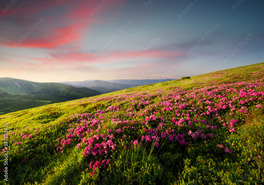 Mountain landscape in summertime during sundown. Blossoming alpine meadows. Flowers on the mountain field. Travel and hiking. Landscape - image