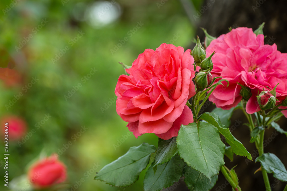 Beautiful pink roses against background of blurred garden greenery. Lyric motif for design. Space for text Beautiful pink roses against background of blurred garden greenery. Lyric motif for design. Space for text