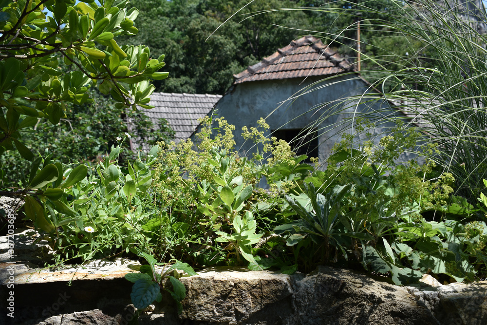 Naturgarten vor alten Gebäuden, wilder Garten für Gartenmagazin, Hintergrund fürs Gärtnern, Gartenschulung, natürlich gärtnern Naturgarten vor alten Gebäuden, wilder Garten für Gartenmagazin, Hintergrund fürs Gärtnern, Gartenschulung, natürlich gärtnern