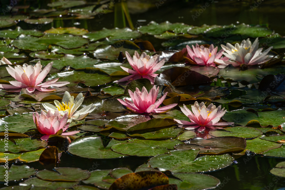 Pink and white water lilies or lotus flowers Marliacea Rosea in beautiful garden pond after rain. Lyrical motive for design. Space for text Pink and white water lilies or lotus flowers Marliacea Rosea in beautiful garden pond after rain. Lyrical motive for design. Space for text