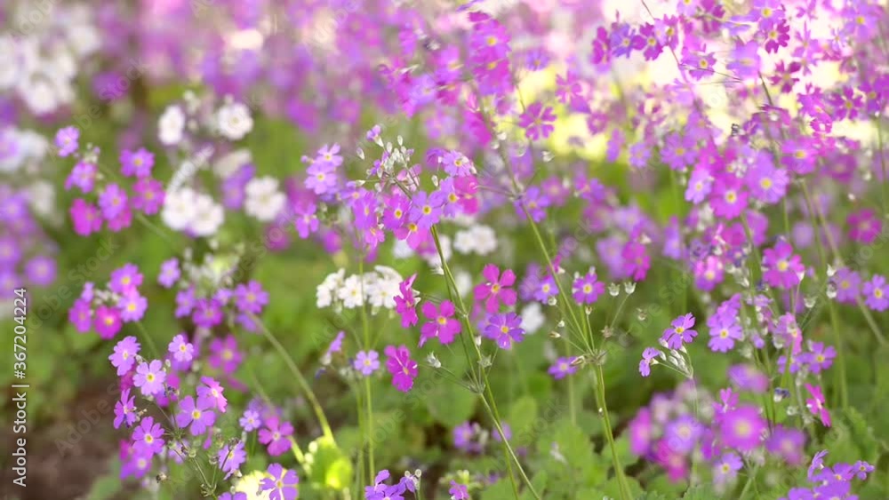 Purple colour of Primula Malacoides flower blooming in the flower beds in the winter season at Thailand Purple colour of Primula Malacoides flower blooming in the flower beds in the winter season at Thailand