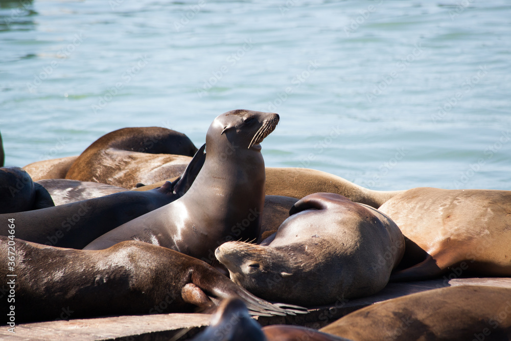 Fototapeta premium Sea Lions on a wooden Dock