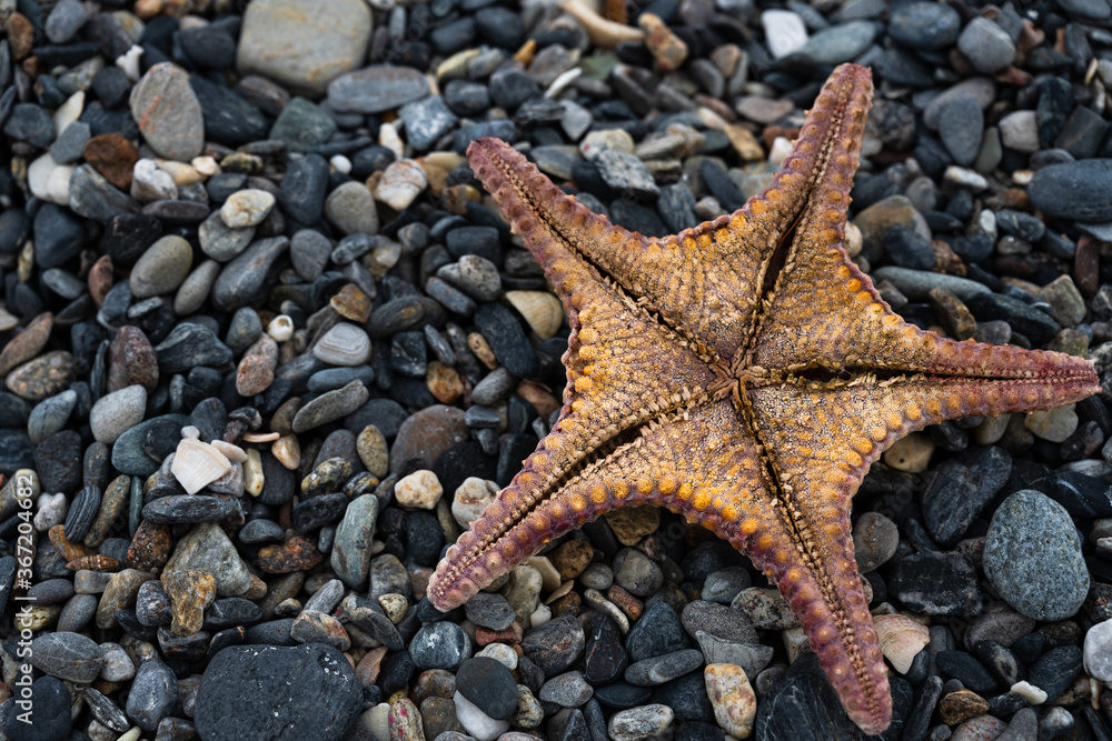 Macro capture of a starfish on pebbles beach Macro capture of a starfish on pebbles beach