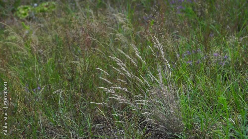 Colorful meadow and steppe grass sways in a strong wind. Selective focus. Blurred background. Colorful meadow and steppe grass sways in a strong wind. Selective focus. Blurred background.