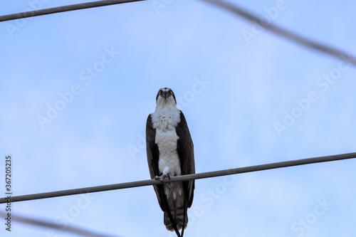 Osprey bird perched on electric wires gazing at the lens. Wildlife bird photography. photo