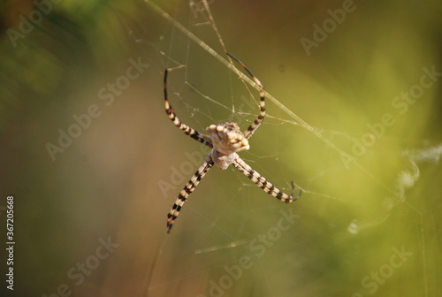 Orb Weaver Spider on Web