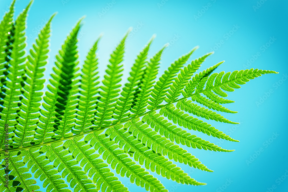 Green leaf blue background. Symbol Wildlife.